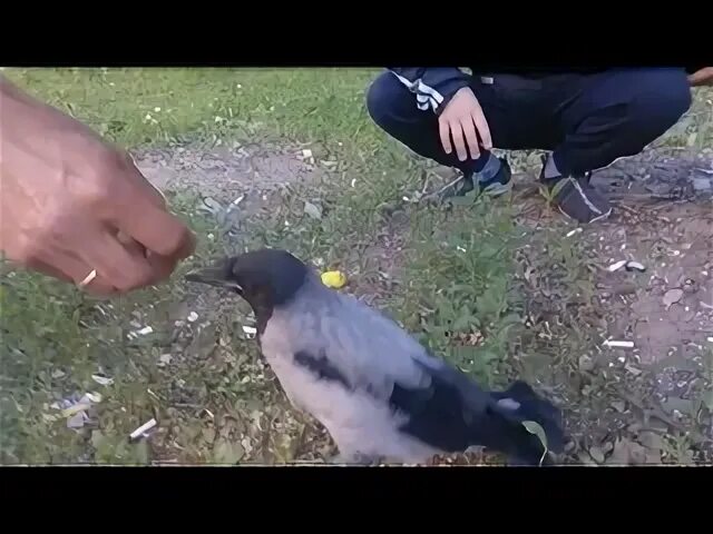 Как избавиться от ворон во дворе. Ворона во дворе. прогнать ворона. дрозды отгоняют ворону. как отогнать ворон с участка.