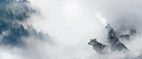 Волки обложка