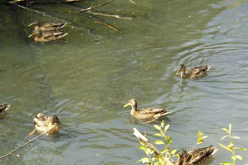 Пруд с утками академгородок новосибирск. Парк утиная заводь владивосток. Утка новосибирск. Утка в заводи. Утки в новокузнецке в городе.