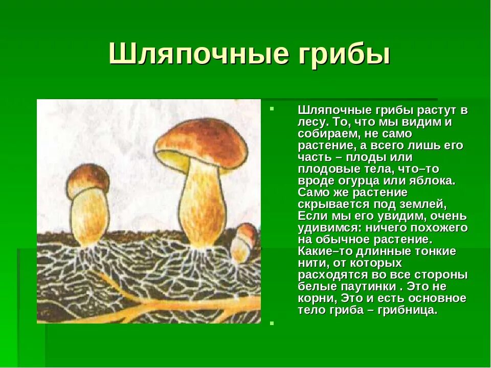 Сообщение о грибах 5