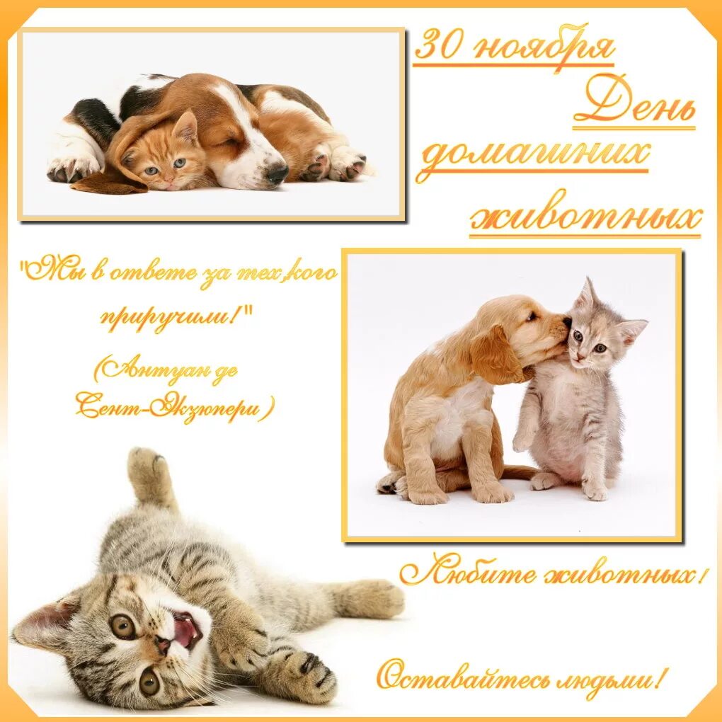 Любовь к домашним животным. День домашних животных. Домашние питомцы. Щенок и котенок. День любимого животного.