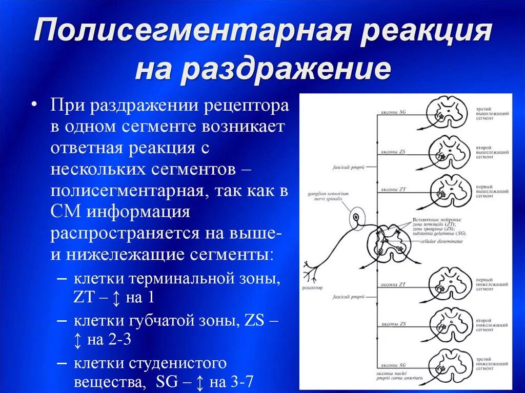 Реакция на раздражители. Ответная реакция. Ответная реакция на раздражение. Ответные реакции на раздражитель. Ответная реакция была