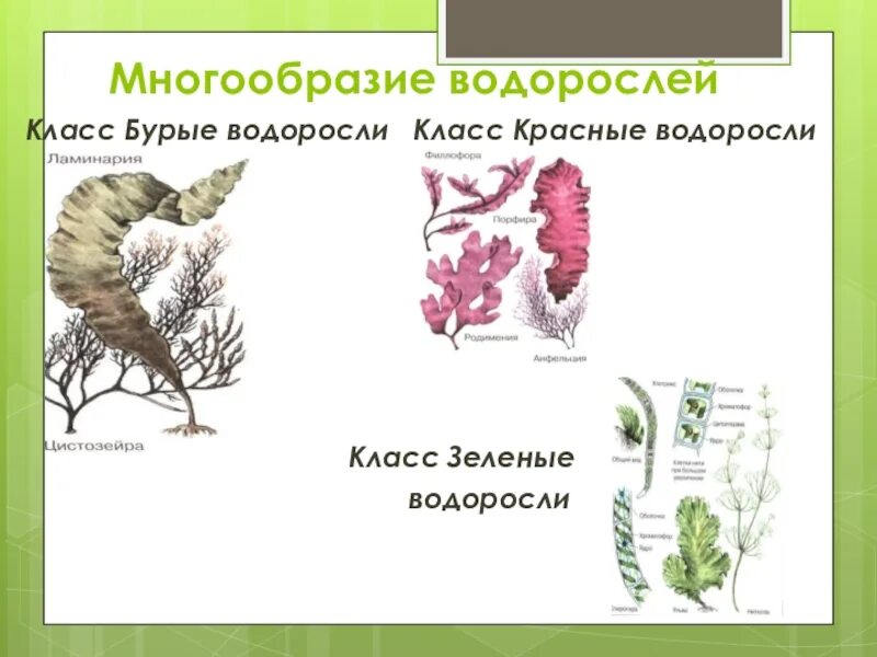 Многообразие водорослей. Много образие водрослей 5 клас. Многообразие водорослей 5 класс. Водоросли 5 класс биология.