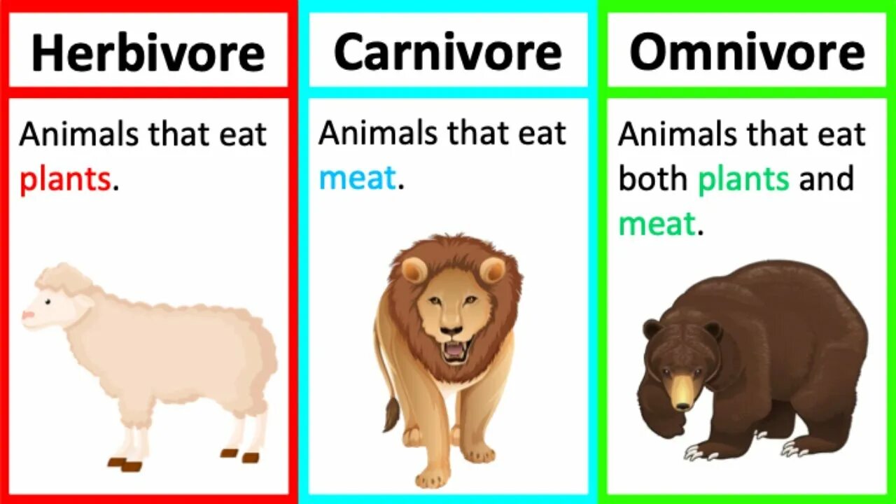 Carnivore перевод. Carnivore Herbivore. Carnivore and Omnivore animals. Carnivorous herbivorous. Herbivores Carnivores and Omnivores.