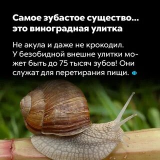 Задача амбициозная улитка