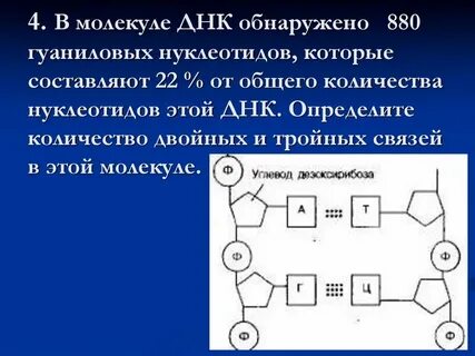 Каждый нуклеотид мономер днк содержит