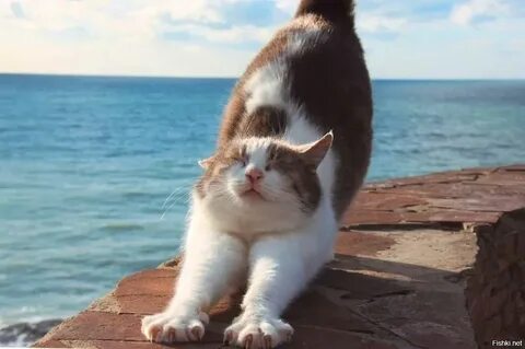 Коте анапа
