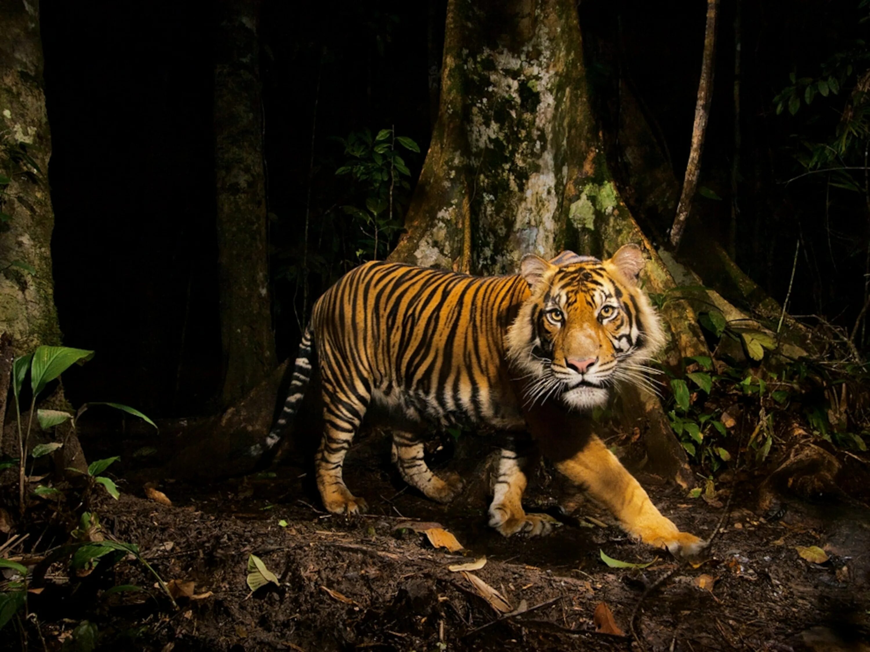 Наблюдая тигра. Тайгер тигр. Суматранский тигр. Тигр в джунглях. Тигр в лесу.