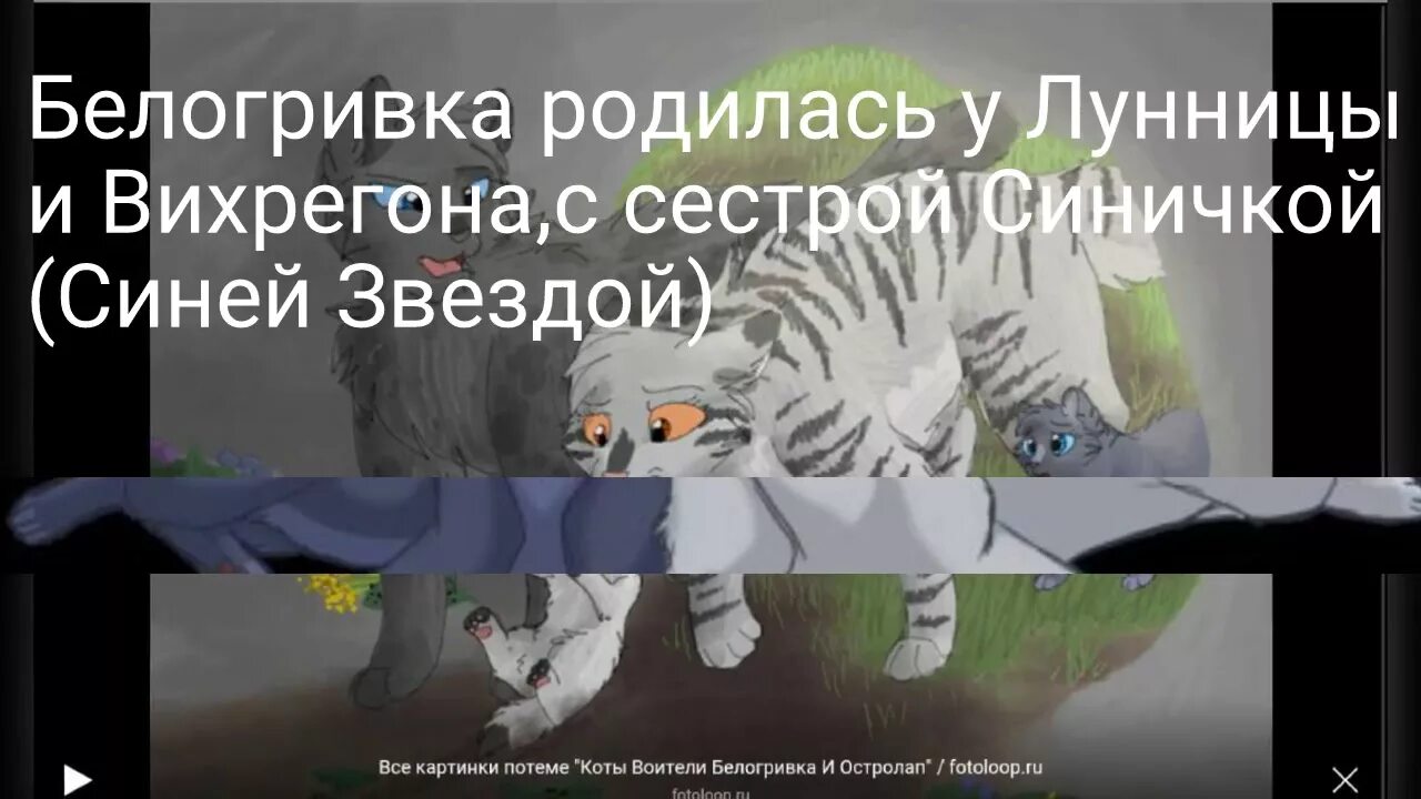 Коты воители белогривка и остролап любовь. Белогривка арт с цветами. Белогривка в стиле собаки. Погода в белогривке. Белогривка омская область.