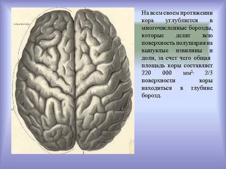 Борозды и извилины больших полушарий. Доли борозды и извилины больших полушарий. Борозды коры больших полушарий. Поверхности коры больших полушарий