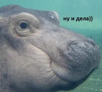 Ну бегемот