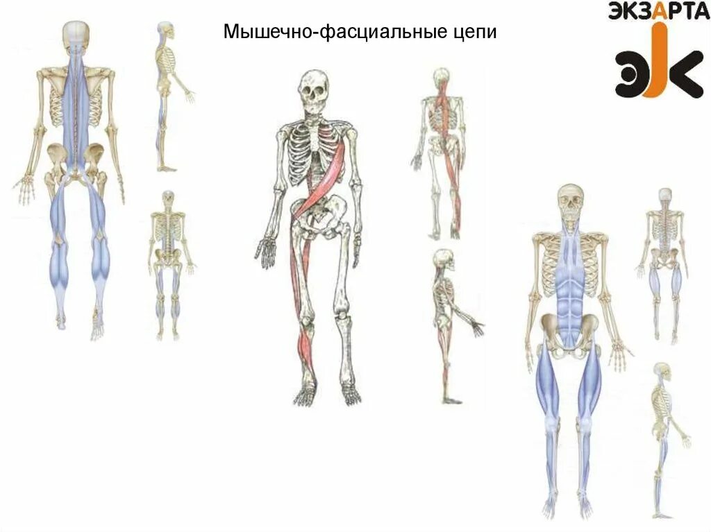 Миофасциальные поезда Майерс. Глубинная фронтальная линия Майерс. Анатомические поезда Томаса Майерса.