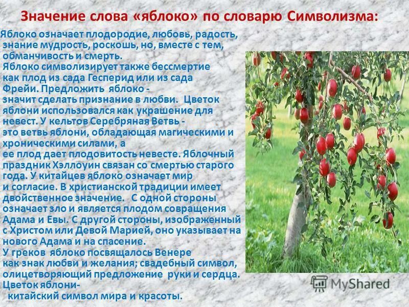 Значение яблони. Значение яблони. Значение яблони для человека. Что символизирует яблоко. Яблоня символ чего.