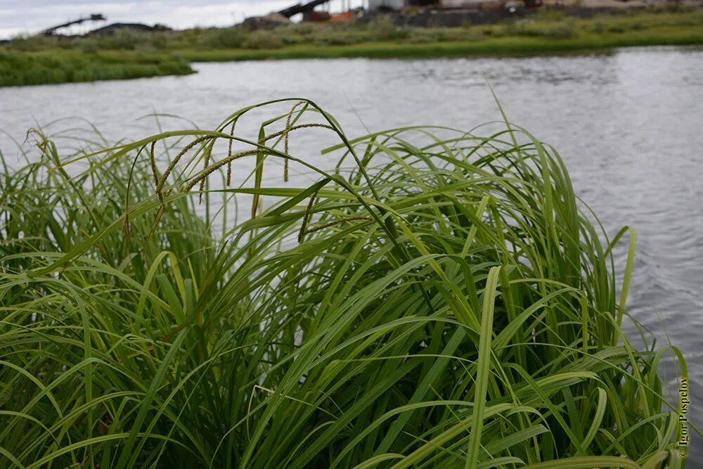 осока гладконосая (carex leiorhyncha). молодая осока. осока. молодая осока. осока луговая.