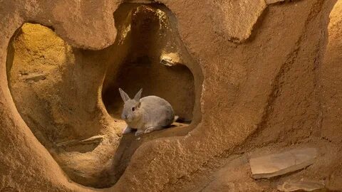 Burrow