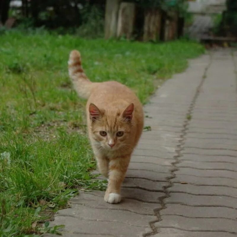 Кот идет вперед. Серый полосатый кот. Серый кот на улице. Рыжий кот идет. Грациозная кошка.