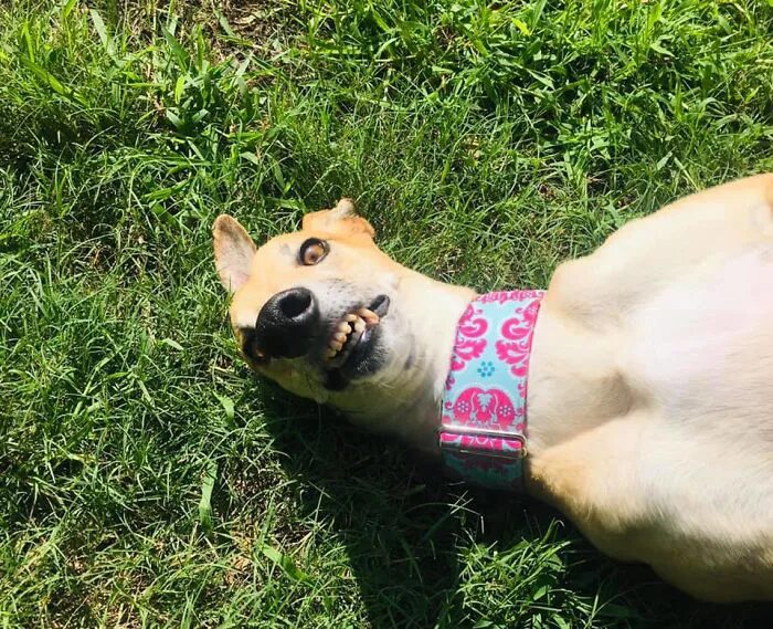 "It’s right behind me, Isn’t It??" Animals, Funny animals, Dog meet