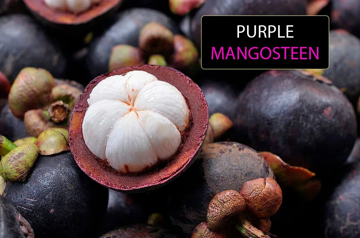 Мангостан (мангостин). Мангустин косточки. Мангостин Бавария. Purple Mangosteen. Лк мангустин