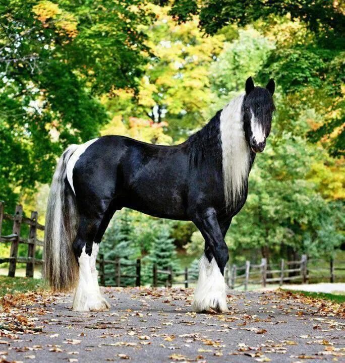 Лошадь породы gypsy vanner. Светло игреневая масть лошади. Лошади породы делибоз. Фотки пород лошадей. Американский пейнтхорс.