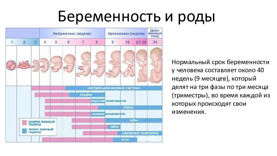 Через сколько дней день женщин. Периоды беременности. Период беременности у женщин. Нормальный срок беременности. Длительность нормальной беременности.