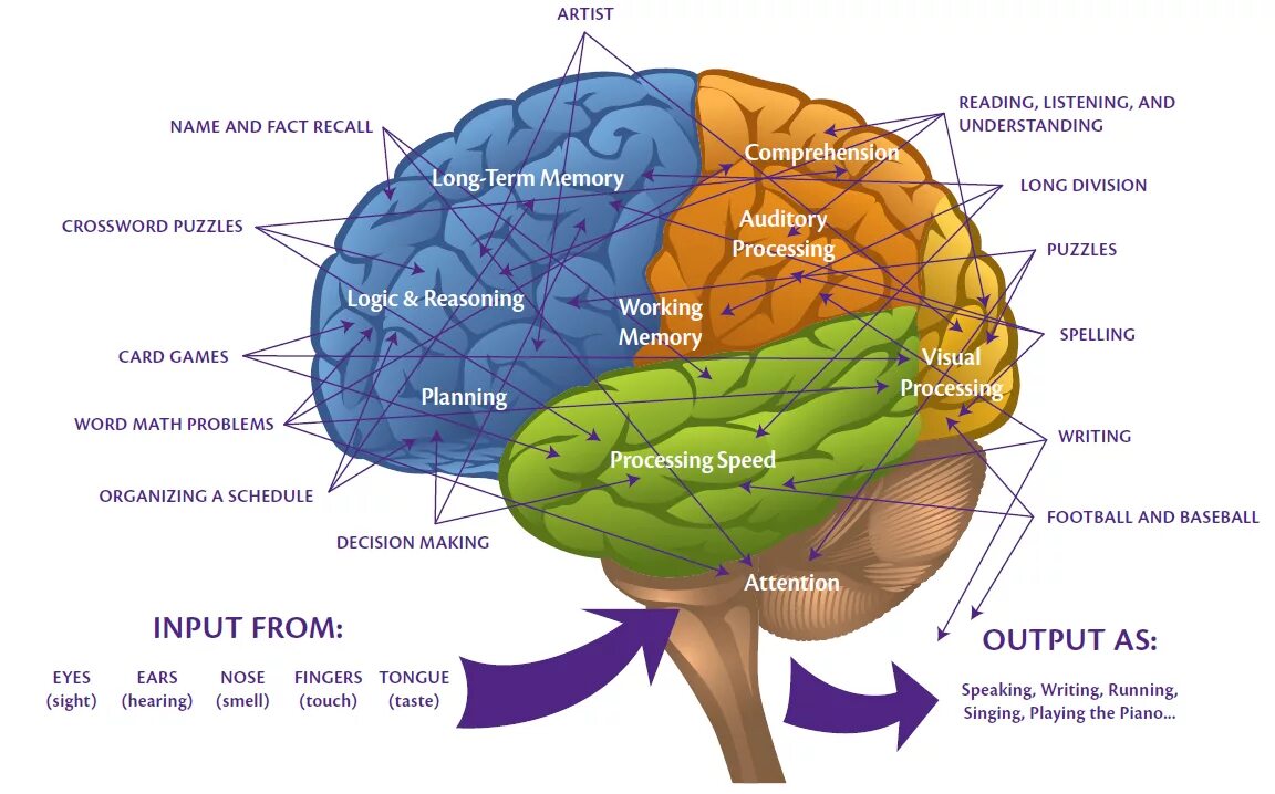 Мозг обучение. Свод мозга. Brain structure. Brain система игра. Perform meaning