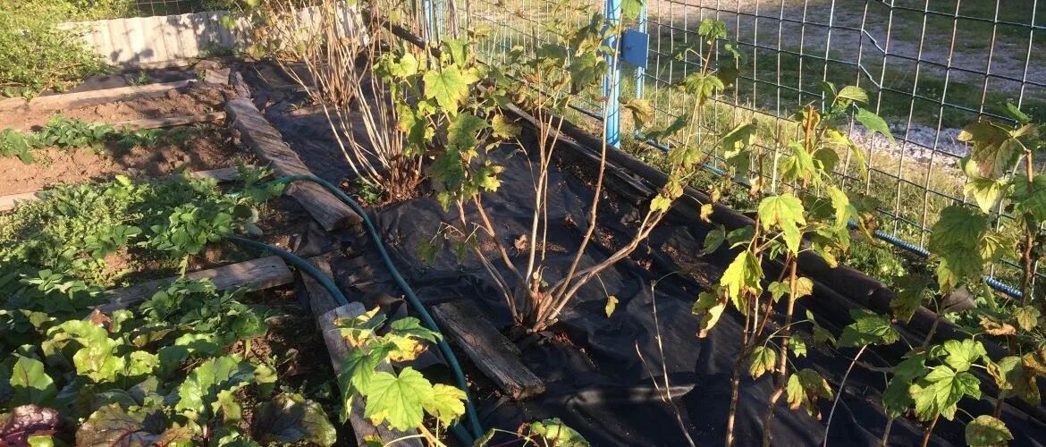 Чем обработать смородину осенью от паразитов. Календарь обработки смородины от вредителей и болезней. Лепидоцид. Смородина обработка 30 плюс. Смородина календра.