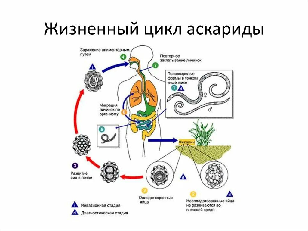 Схема миграции личинок аскариды в теле человека. Цикл развития круглых червей схема. Цикл развития аскариды цепочка. Тип круглые черви цикл развития аскариды.