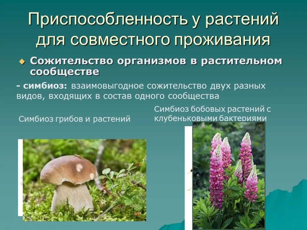 Изменения в растительном сообществе