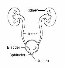 Kidneys bladder. Urinary tract. urinary system in children. urinary tract and bladder defects. urinary system картинки.