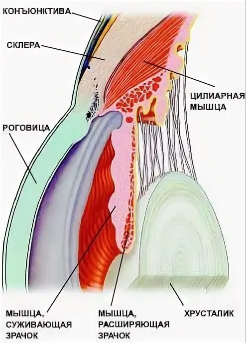 Мышцы зрачка и хрусталика какая ткань. Строение глаза цилиальная мышца. мышцы хрусталика глаза. цилиарное тело и цинновы связки. строение цилиарной мышцы.