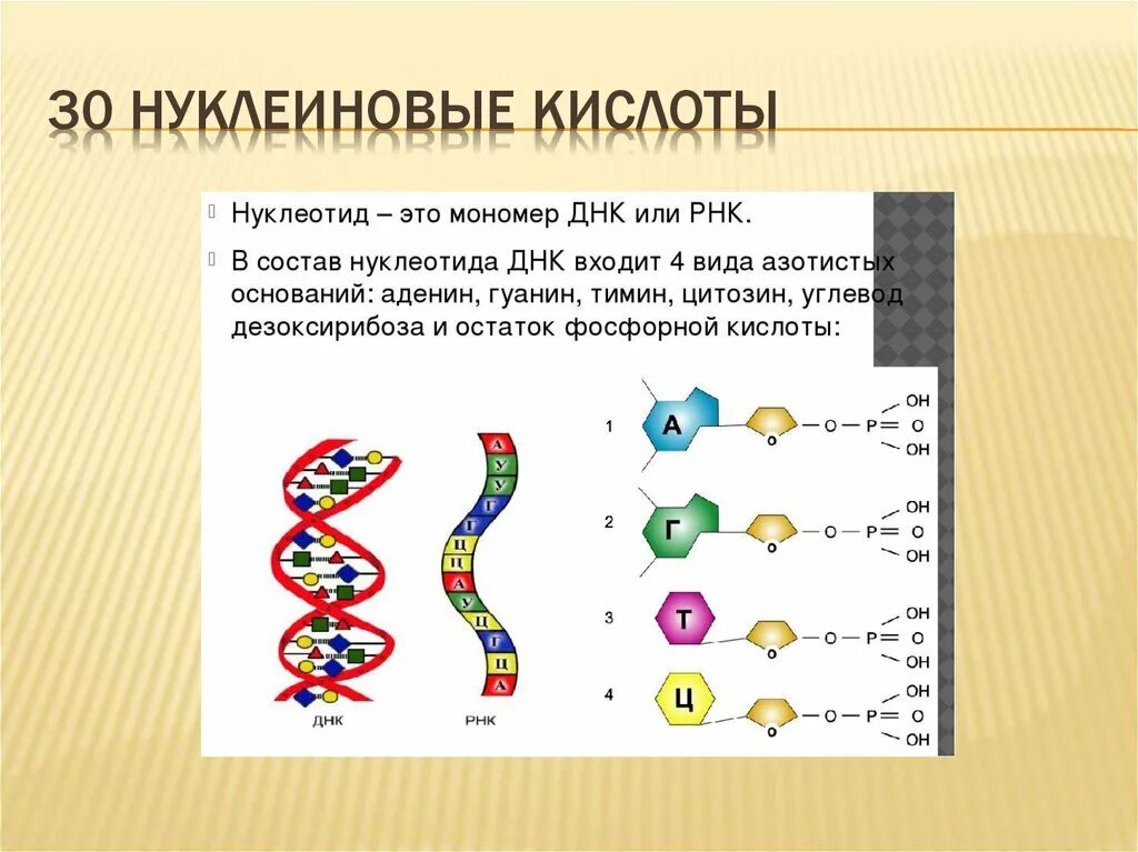 Днк и рнк общее. Схема строения нуклеотидов мономеров ДНК И РНК. Нуклеиновые кислоты ДНК нуклеотид. Молекула нуклеиновой кислоты. Строение нуклеиновых кислот рисунок.