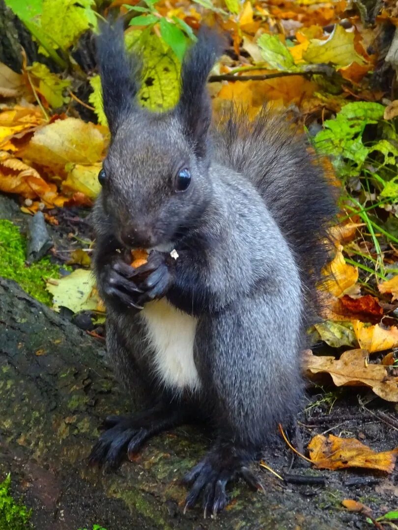 Черный белок. Большая черная белка. Белки меланисты. Черная дальневосточная белка. Черный белок.