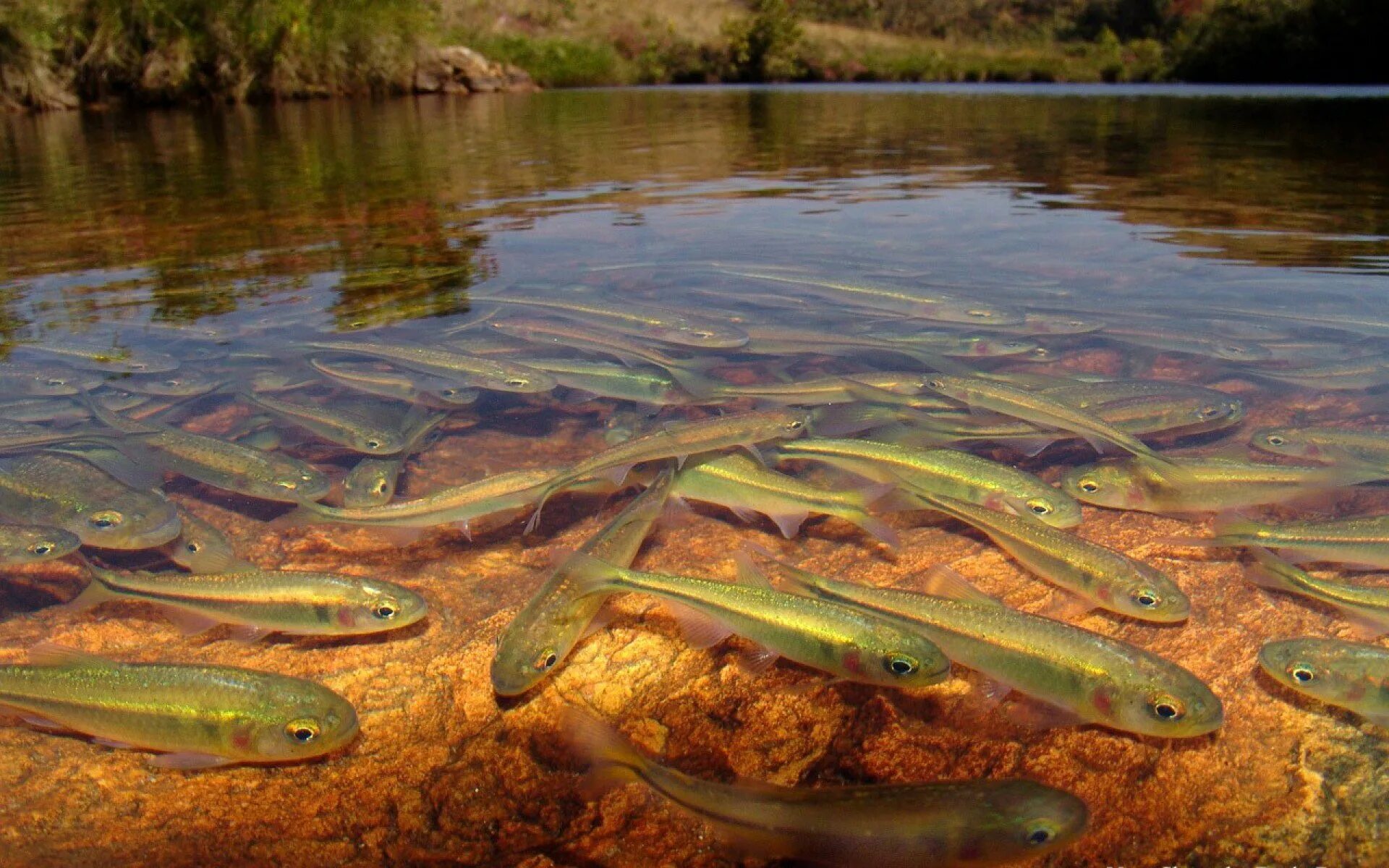 10 водоемов. Река Грейт Фиш. Пресноводные водоемы. Рыба в реке. Рыбы в Озерах.