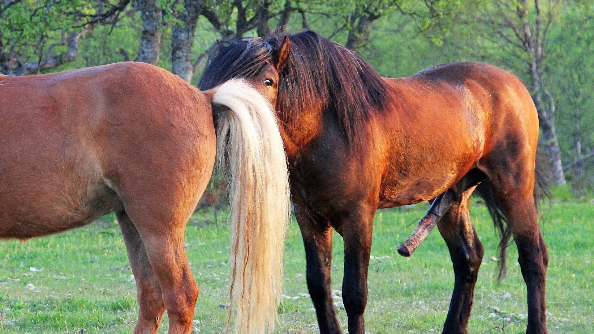 Размножение лошадей. Спаривание лошадей. Жеребец кроет кобылу. Выводка лошадей. Спа́ри́ва́ние ло́ша́ди.