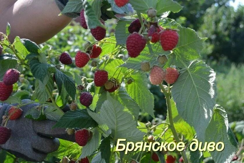Сорт брянское диво. Малина ремонтантная брянское диво. брянское чудо малина ремонтантная. малина красная брянское диво ремонтантная. сорт малины брянское диво.