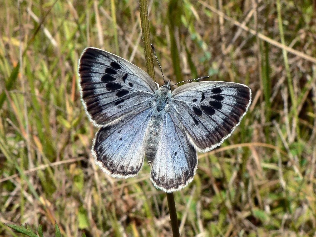 Доклад про бабочку. Бабочка тип животного. Описание бабочки. Голубянка икар. Бабочка тип животного.