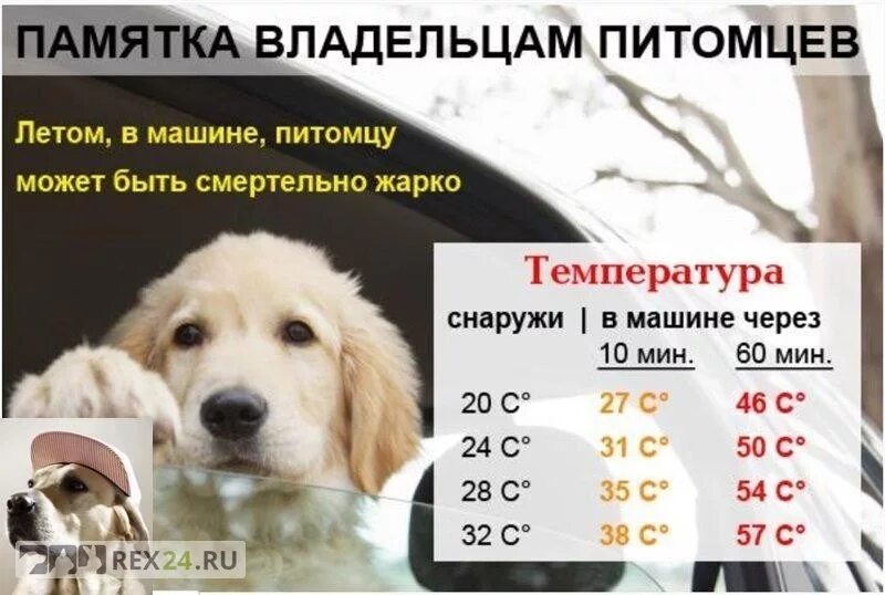 Что можно собакам от температуры