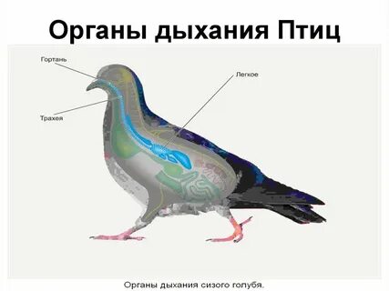 Орган дыхания трахея у животных