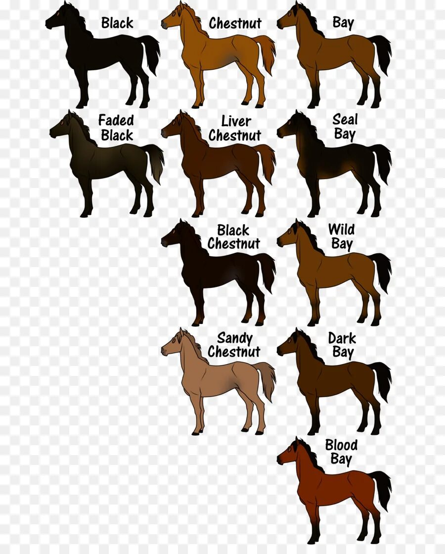 Вороная в загаре масть лошади. Расцветки лошадей. Экстерьер лошади. Цвет шерсти лошади. Оттенки шерсти лошади.