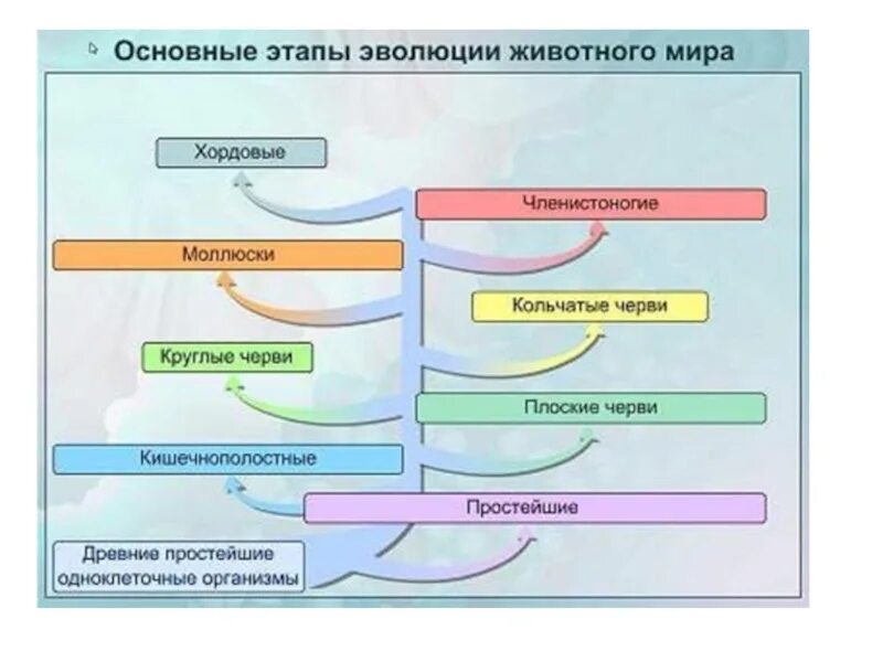 Последовательность возникновения живых организмов. Этапы эволюции развития животных.