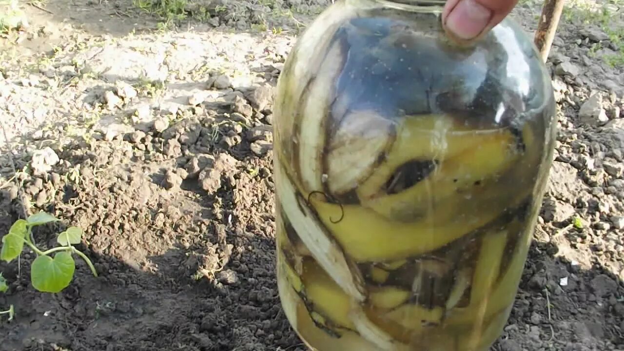 Как поливать банановым настоем