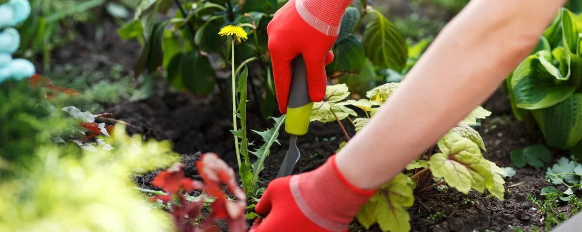 Маки на даче. Растения которые нельзя выращивать на участке. Мак снотворный. Какие растения нельзя сажать на участке. Мак в огороде.
