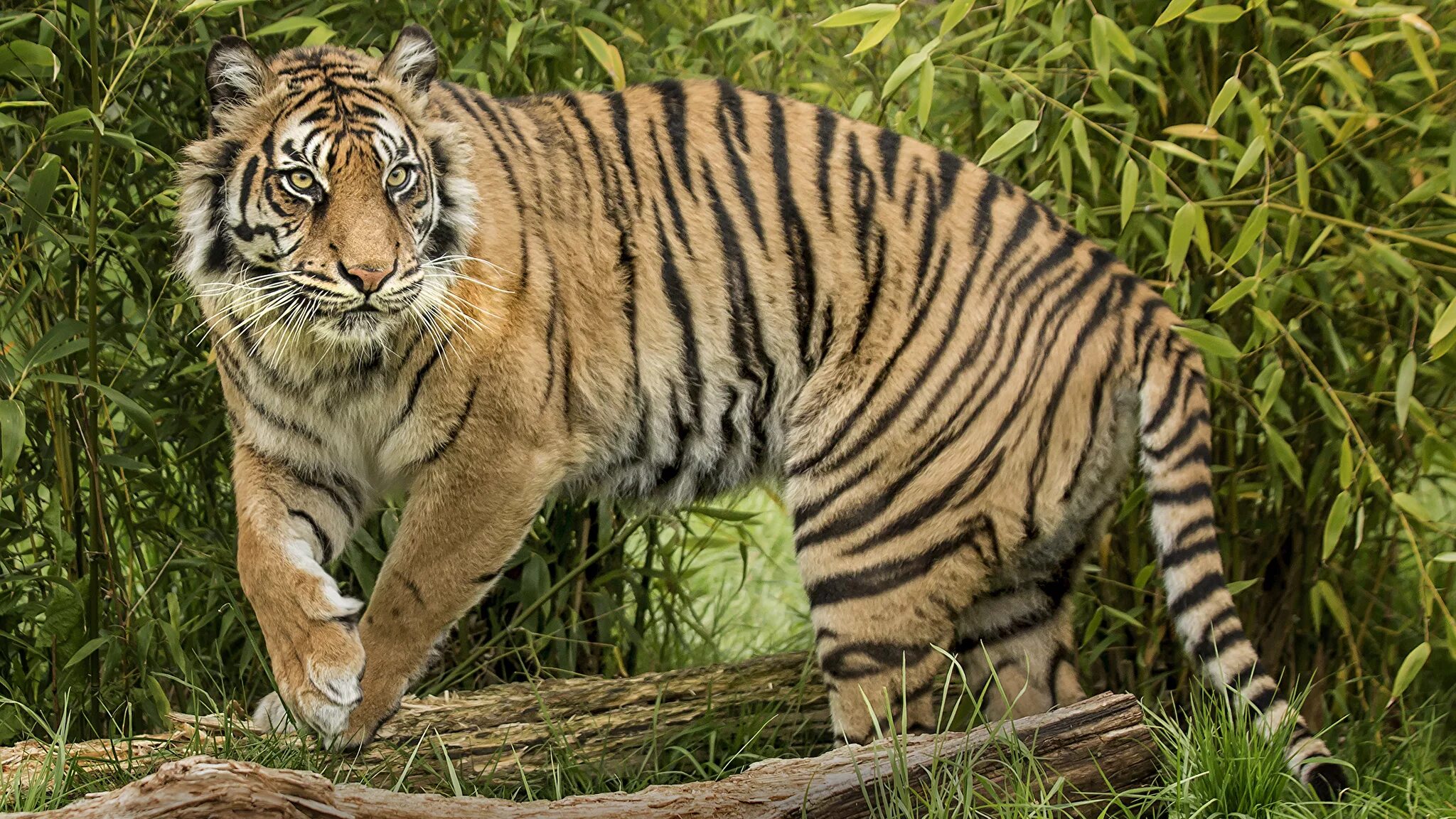 Амурский (уссурийский) тигр. Амурский тигр внешний вид. • индокитайский тигр • малайский тигр. Амурский тигр ввф. Внешний вид тигра.