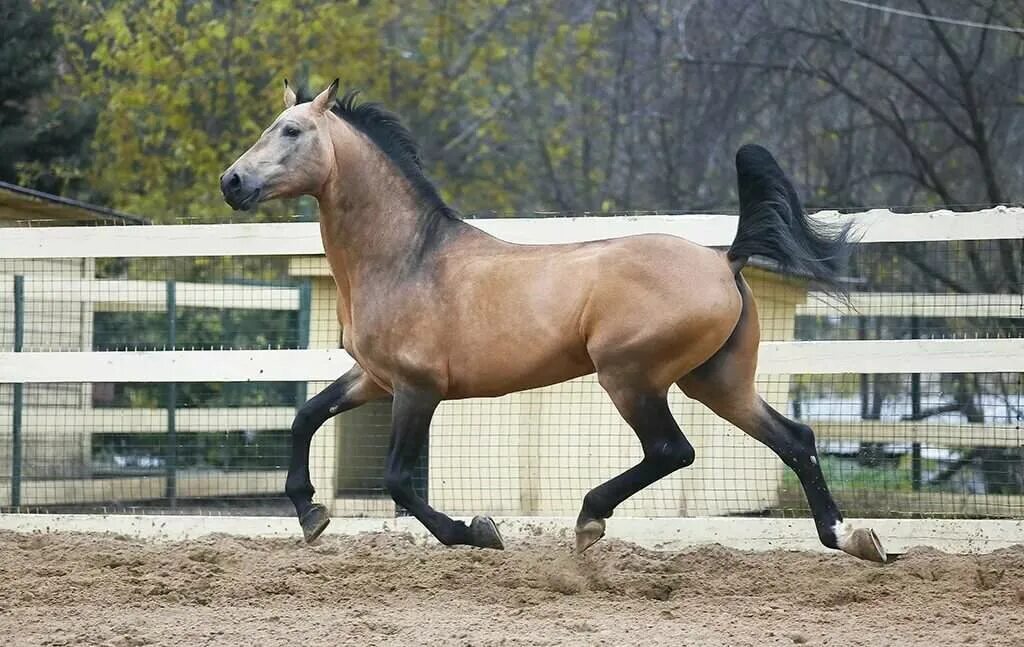 светло буланая лошадь. саврасая масть. саврасая масть. буланая масть лошади. буланая масть лошади фото.