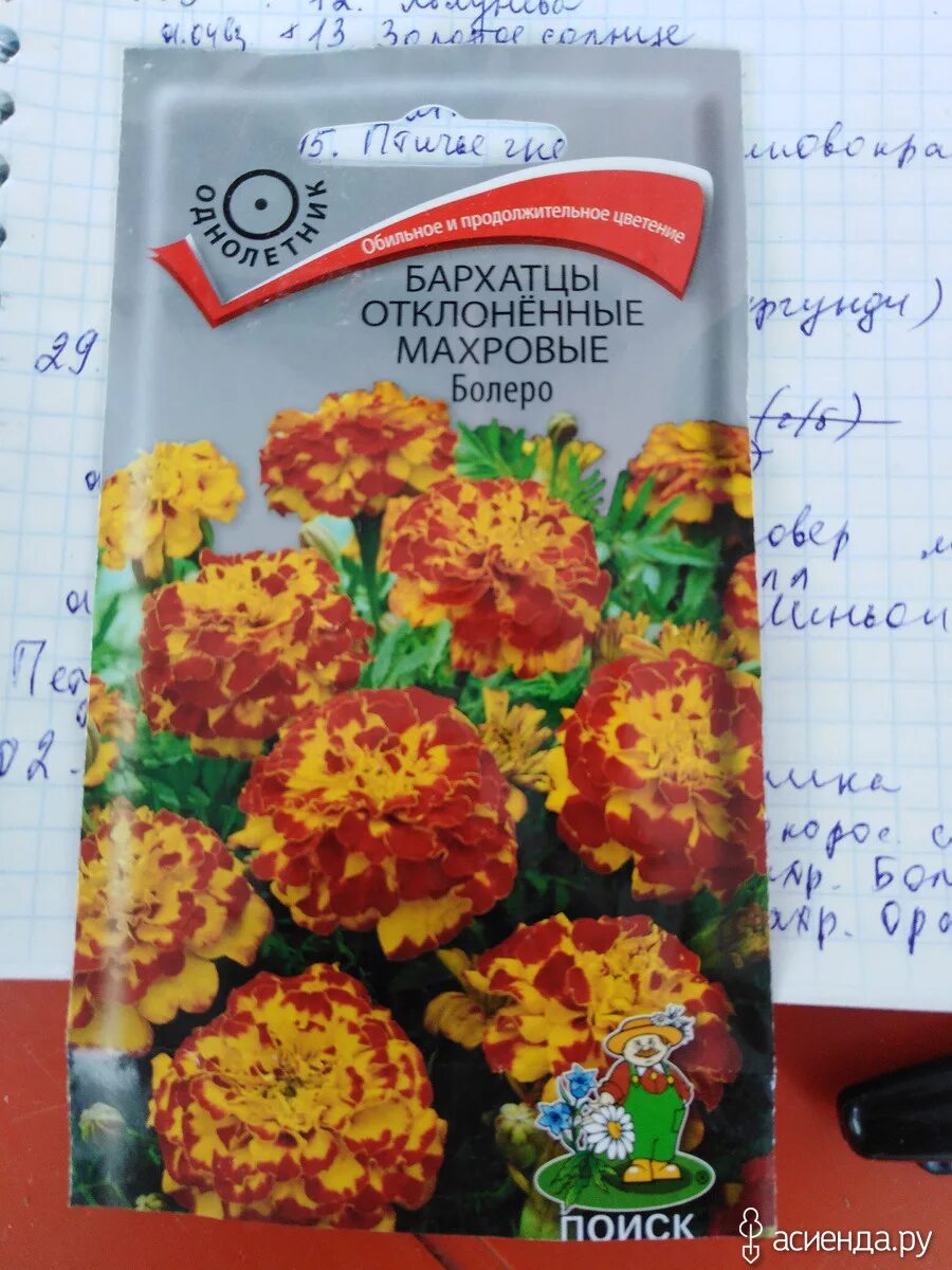 PlantFiles Pictures: Marigold, French Marigold 'Bonanza Bolero' (Tagetes patula)