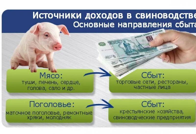 Бизнес план лпх крс. Бизнес план свиней. Свиноферма бизнес план. Свинарник бизнес план. План постройки для свинарника.