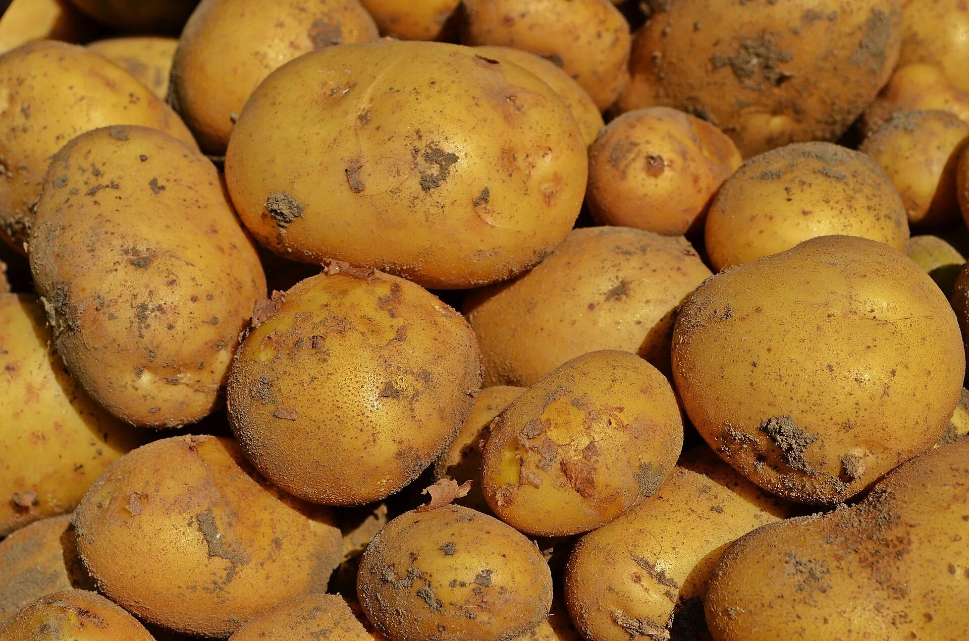 Photo potato
