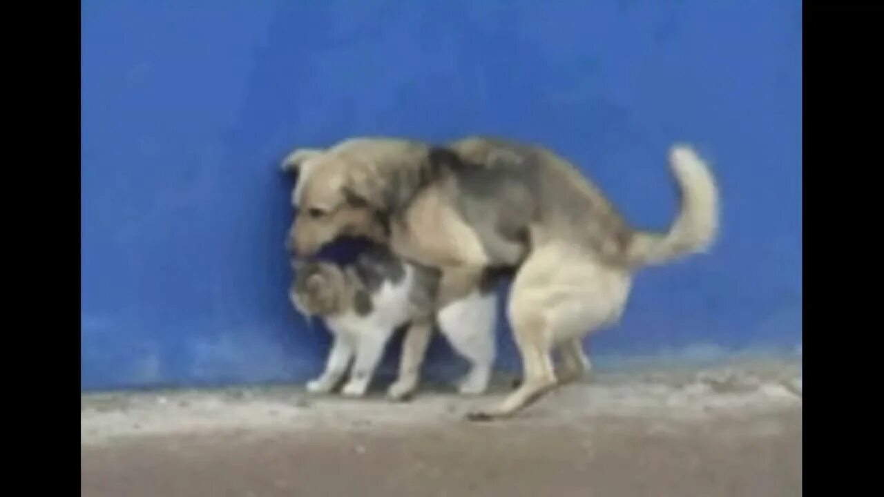 Спаривание-людей с животными. Четыре собаки слиплись. Спаривание собак видео. Собаки спариваются. Случка собак разных пород.