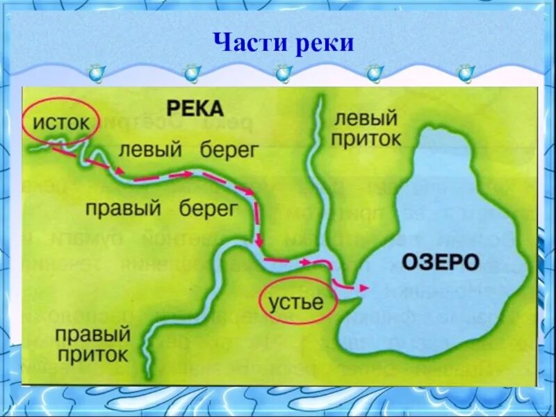 Схема реки Исток приток Устье. Окружающий мир 2 класс река Устье Исток. Что такое Устье реки и Исток и русло и приток. Схема реки части реки. Укажите направление течения реки