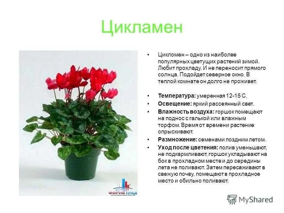 Цикламен условия ухода. Цикламен цветок комнатный. горшечное растение цикламен.